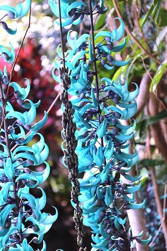 🌿 이시가키 섬 과학 정원 (이시가키지마 사이언스 가덴) 이미지 1